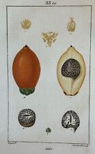 AREC ARECA TURPIN LAMBERT 1814 TURPIN BOTANICA BOTANY PALMA PALM FRUTTA FRUIT