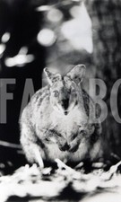 Foto vintage Australia