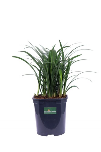 Pianta liriope muscari - pianta,