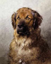 Quadro ritratto cane