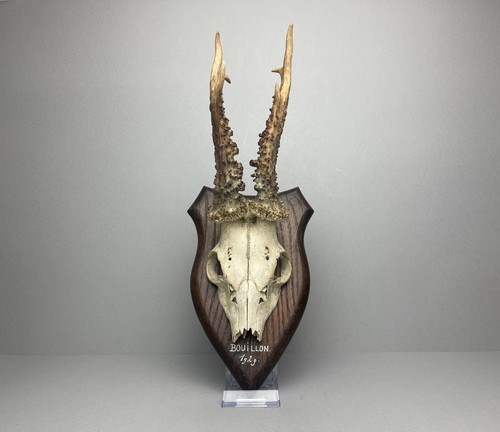 Antique 1929 roe deer skull - skull, on
