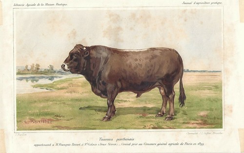 Stampa antica toro razza - stampa,