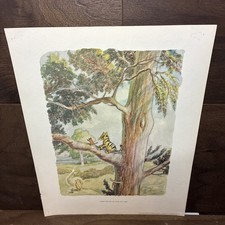 Stampa acquerello vintage 1957