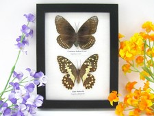 2 farfalle vere, imbottite