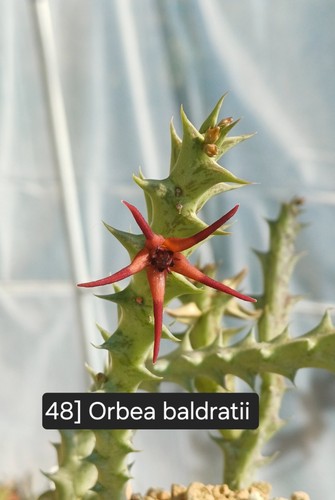 Talea radicata orbea - talea,