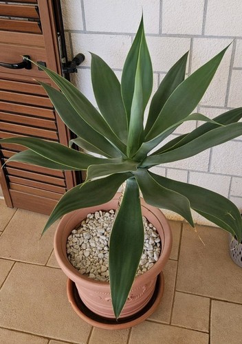 Agave attenuata collo cigno - attenuata,