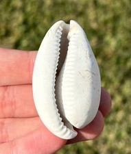 Florida fossil gastropod - florida,