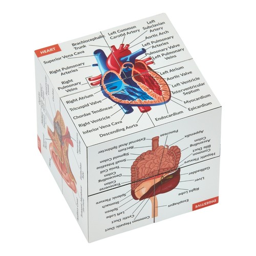 Cubo studio anatomia umana - umana, |