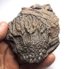 Piatto fossile crinoide