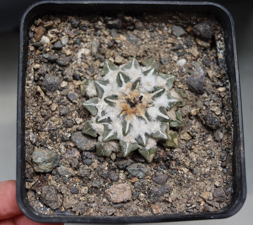 Ariocarpus kotschoubeyanus - ariocarpus,