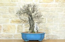 Bonsai di Ciliegio Selvatico