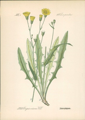 Chromolithographie - ,