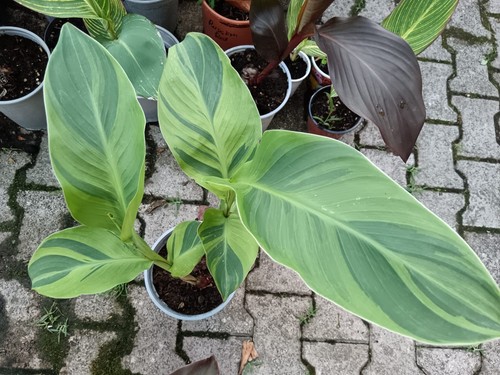 Pianta canna wolfsong - pianta, foglia