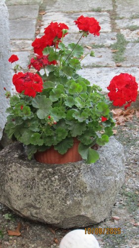 R456 antica scultura vaschetta - antica,