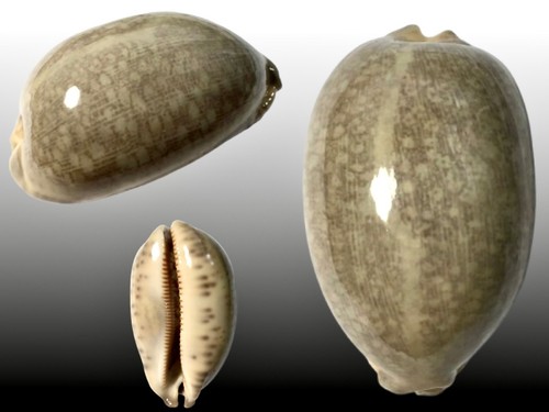 Cypraea eglantina - , f