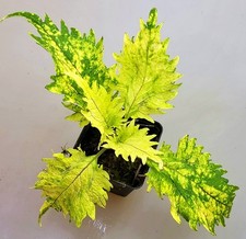 Mutazione coleus twist and - twist,