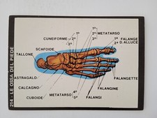 FIGURINA NATURA VIVA EDIZIONI ITALIA MIA 1976 LE OSSA DEL PIEDE n 214 CON VELINA