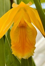 Encyclia citrina ibrido NUOVO