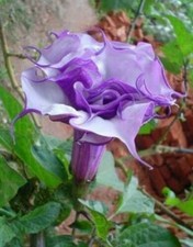DATURA METEL / DOUBLE PURPLE - DEVIL'S TRUMPET, 10 SEMI SELEZIONATI