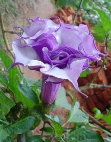 Datura metel double - metel, purple