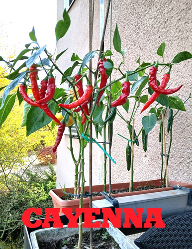 Semi peperoncino piccante - semi, di