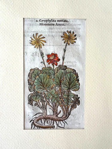 Gerard erbario mattioli 1633 - gerard,