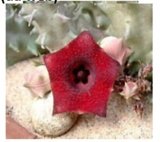 1 Stelo radicato Huernia