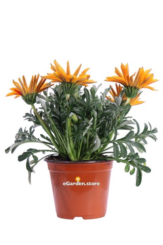 Pianta vera gazania - vera,