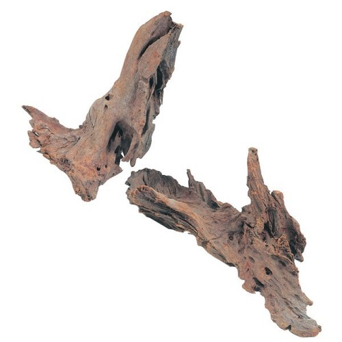 Radice naturale mangrovia - radice,