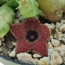 1 Stelo a radice Nuda Huernia ERINACEA  Fiore in foto WEB