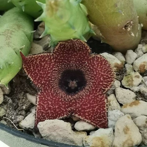 Stelo radice nuda huernia - a,