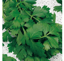 1200 SEMI DI PREZZEMOLO