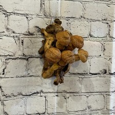 Funghi fossetta arte da parete