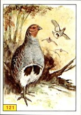 figurina Uccelli ed.Panini