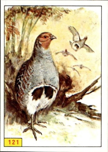 Figurina uccelli panini - uccelli, ed.panini