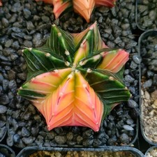 Gymnocalycium mihanovichii