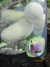 Asimina triloba Tropical Treat - banana indiana trattamento tropicale zampa di zampa