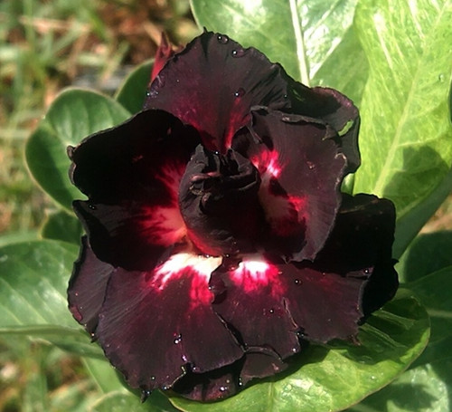 Rosa del deserto adenium - rosa,