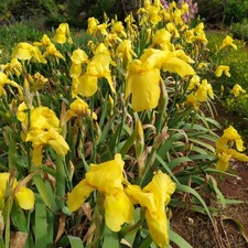 3 Iris germanica Gialli   Di