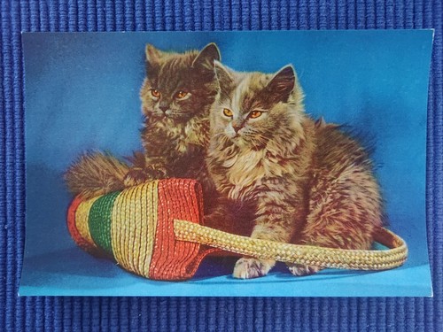 Vecchio cartolina gatti - vecchio, 2