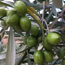 Pianta Albero di OLIVO da olio CAROLEA oliva ulivo DA TAVOLA H 100/130 foto real