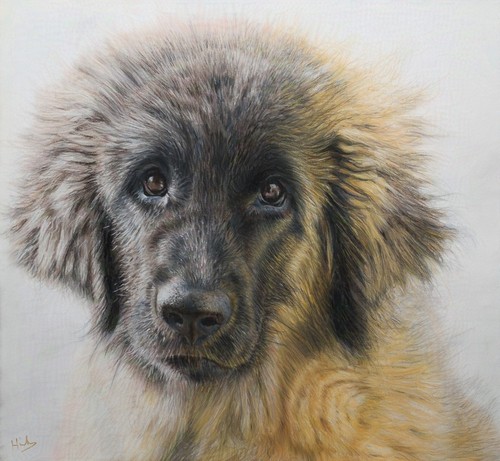 Quadro animale domestico - animale,