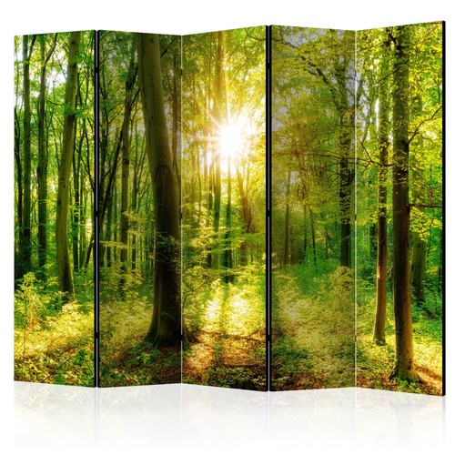 Foresta natura sole - , alberi