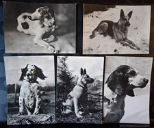 Cartoline cani razza - 5, cartoline: