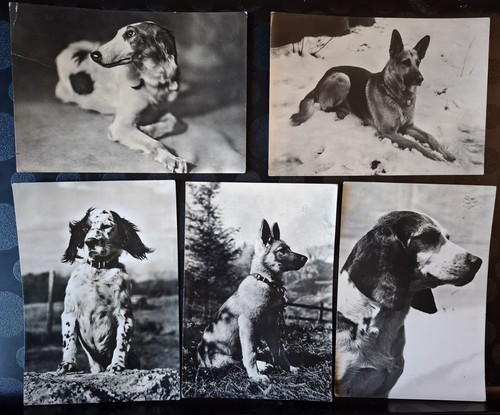 Cartoline cani razza - cani, di