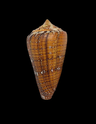 Conchiglia shell conus - shell,