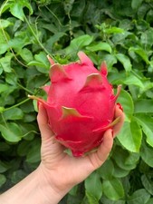 Boutures fruit de dragon -