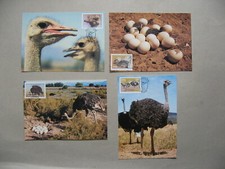SOUTH AFRICA SWA, 4x maxi card maximumcard 1985, ostrich eggs