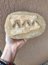 Fossili * GRANDE MASCELLA