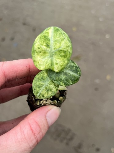 Alocasia ninja tricolor - alocasia,